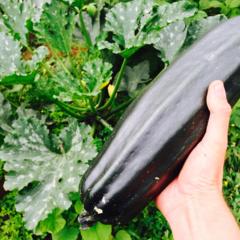 Zucchini 