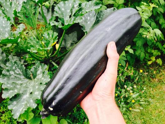 Zucchini 